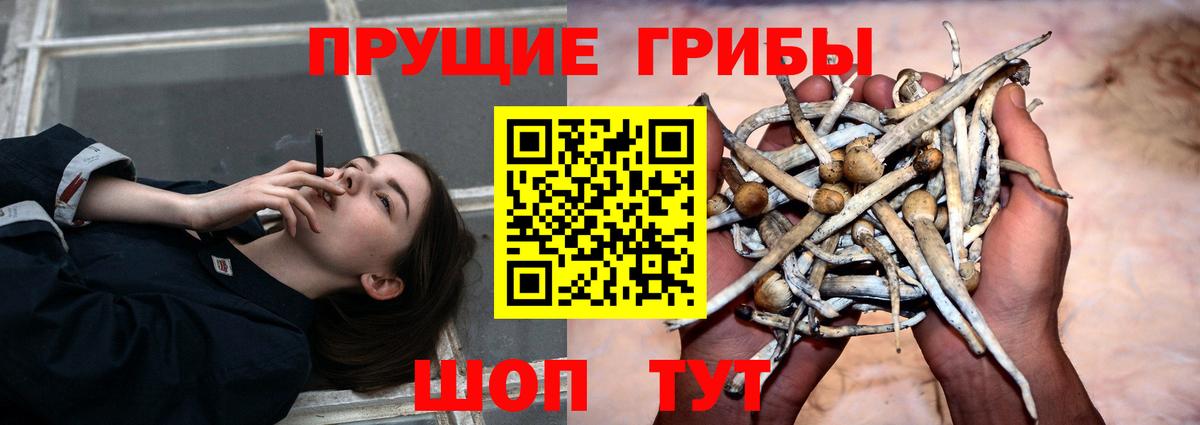 Псилоцибиновые грибы Psilocybe  Вход с VPN  Белгород 